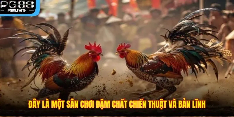Đá Gà Thomo – Sân Chơi Cá Cược Gà Chọi Hấp Dẫn Nhất 2025 4 Đây là một sân chơi đậm chất chiến thuật và bản lĩnh