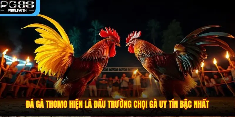 Đá Gà Thomo – Sân Chơi Cá Cược Gà Chọi Hấp Dẫn Nhất 2025 2 Đá gà Thomo hiện là đấu trường chọi gà uy tín bậc nhất