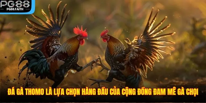 Đá Gà Thomo – Sân Chơi Cá Cược Gà Chọi Hấp Dẫn Nhất 2025 3 Đá gà Thomo là lựa chọn hàng đầu của cộng đồng đam mê gà chọi