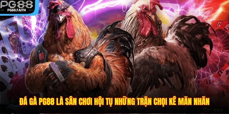 Đá Gà PG88 – Sân Chơi Giải Trí Đỉnh Cao Cho Các Kê Thủ 2025 2 Đá gà PG88 là sân chơi hội tụ những trận chọi kê mãn nhãn