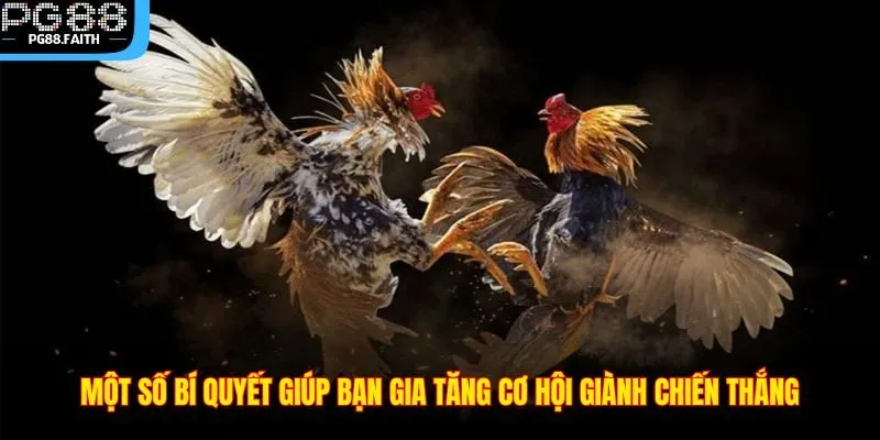Đá Gà Cựa Dao – Hình Thức Chọi Gà Kịch Tính Sôi Động 2025 4 Một số bí quyết giúp bạn gia tăng cơ hội giành chiến thắng